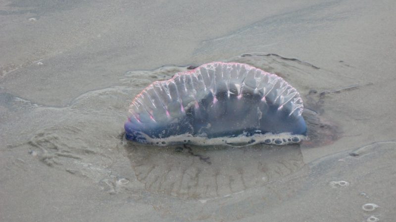 15 Most Dangerous Sea Creatures Animals In The World Youthfeed